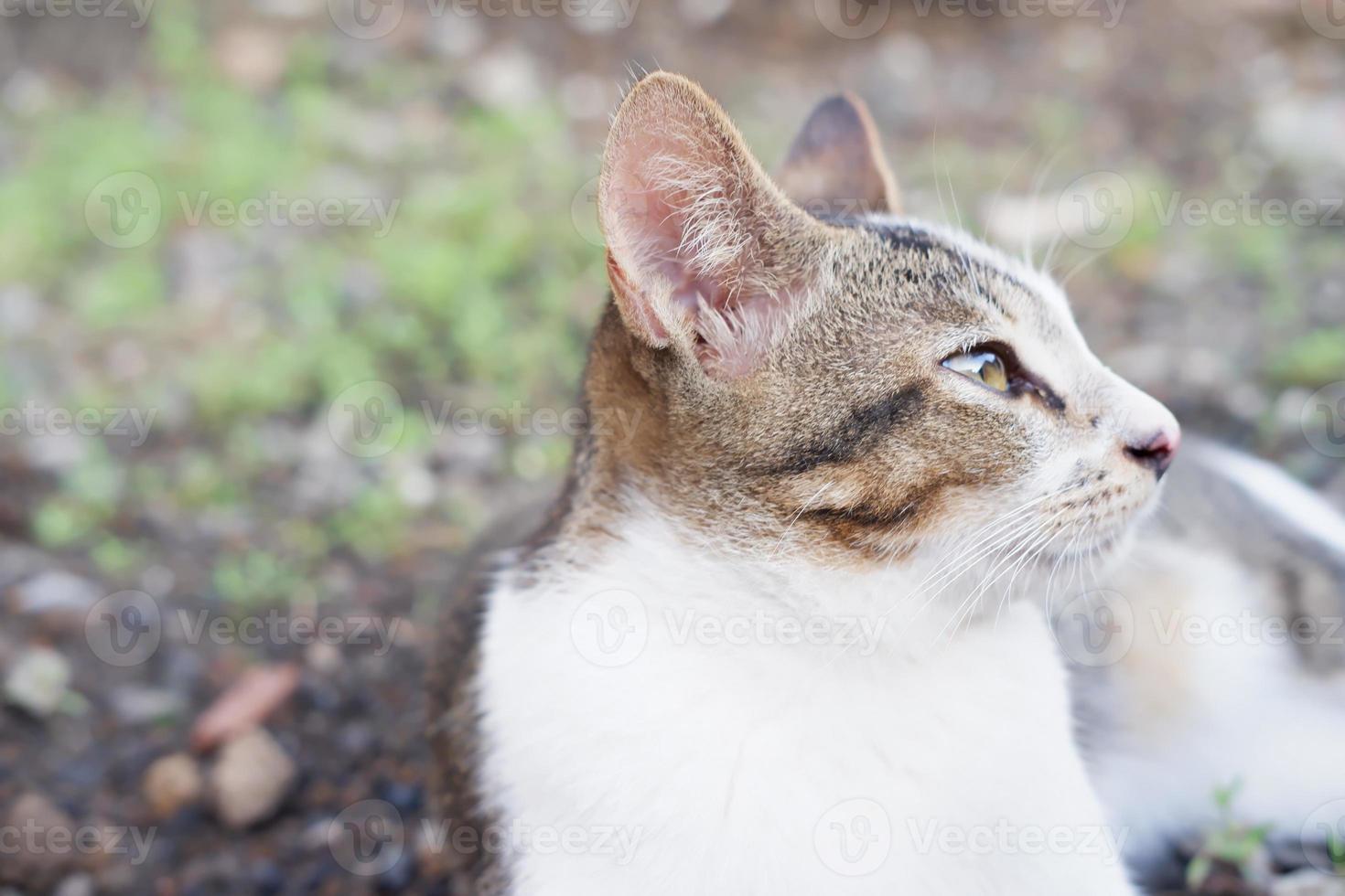 adorable chat mignon en arrière-plan photo