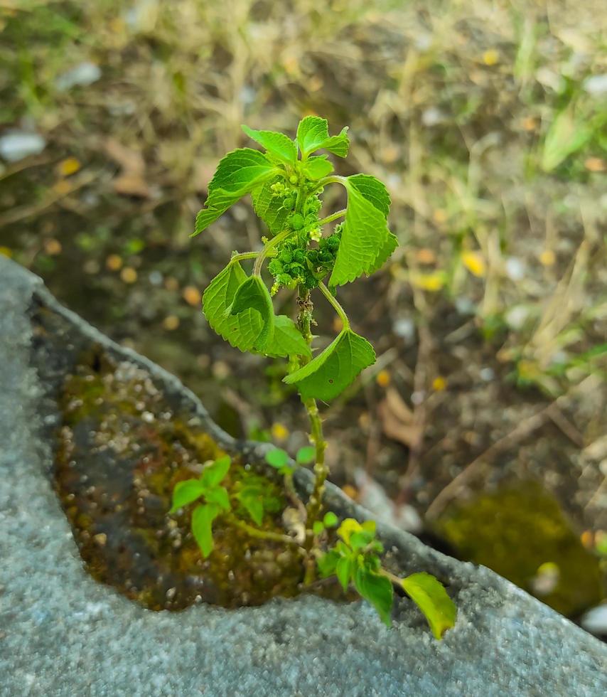 photo en gros plan de plantes sauvages poussant sur la clôture de la maison