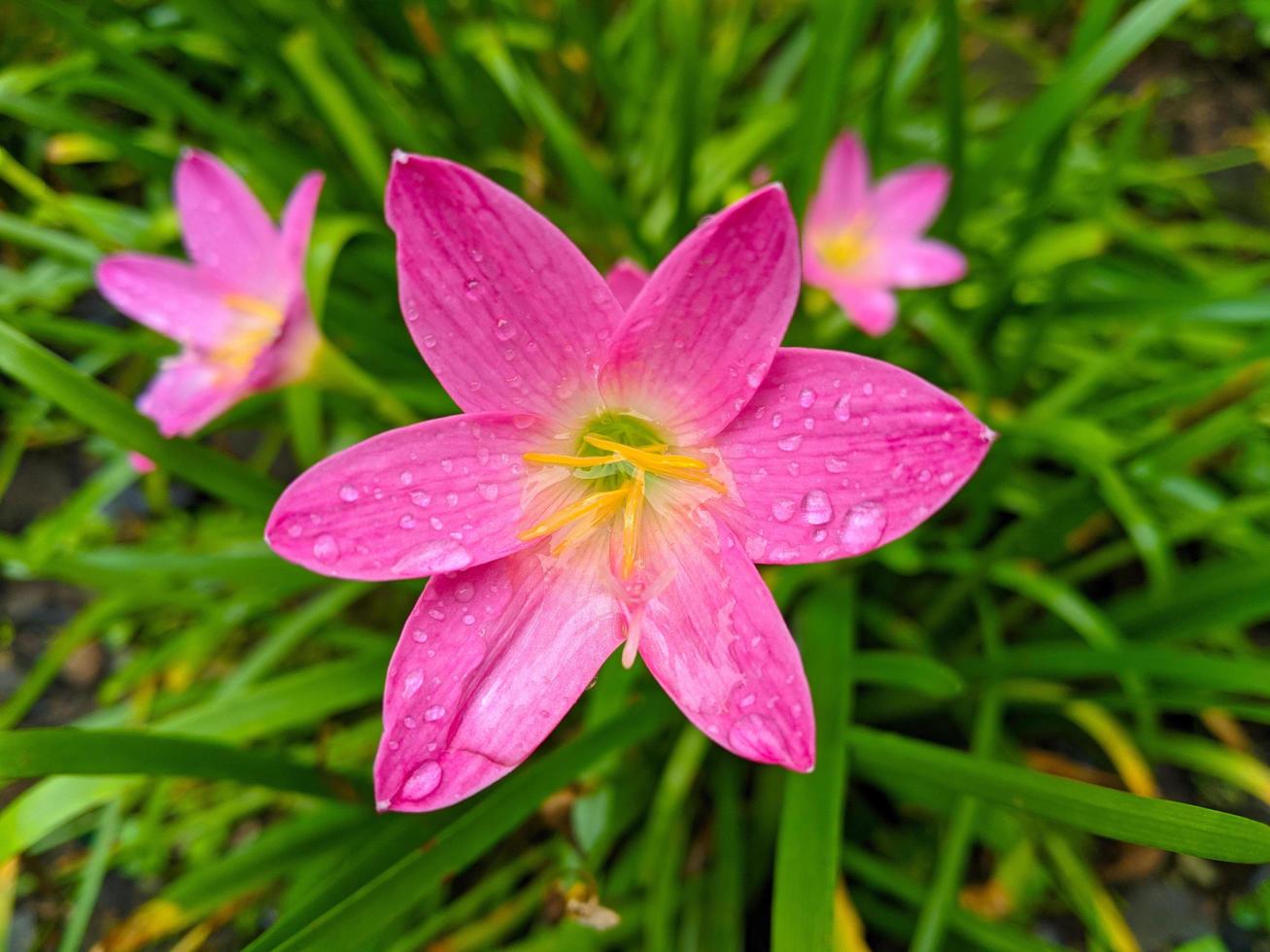 le nénuphar rose est une espèce de plante du genre zephyranthes ou nénuphar originaire du pérou et de la colombie. photo