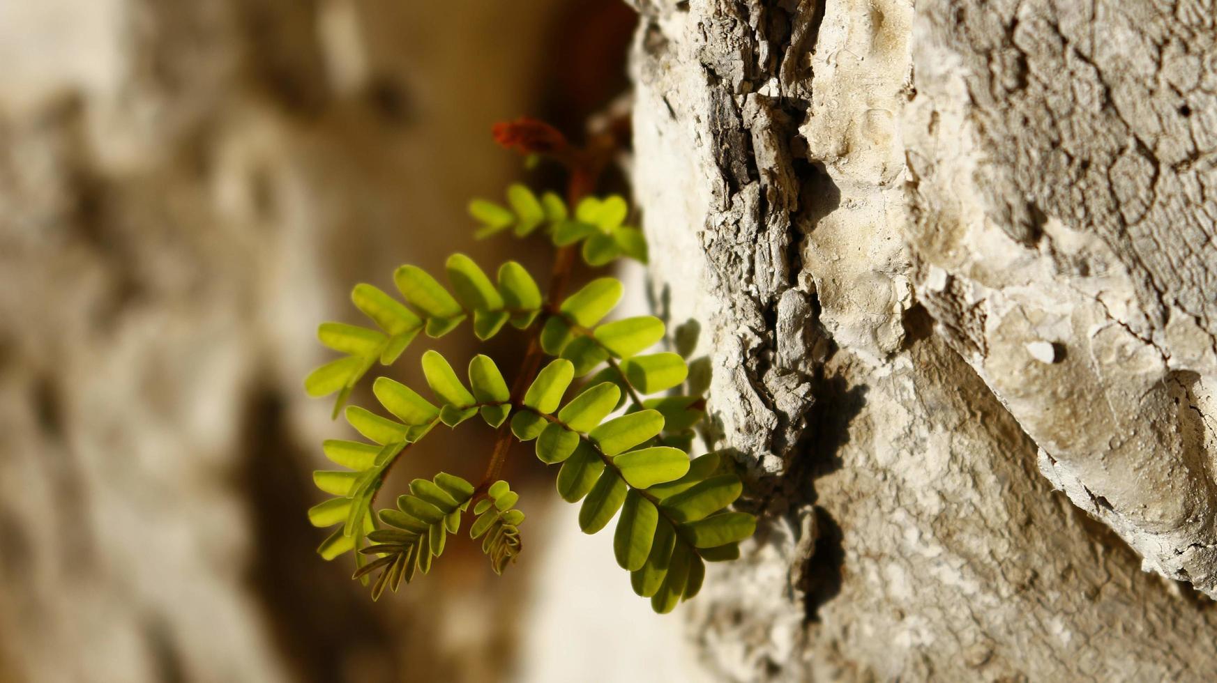 plantes à fleurs aux couleurs vives dans un jardin extérieur à karachi pakistan 2022 photo