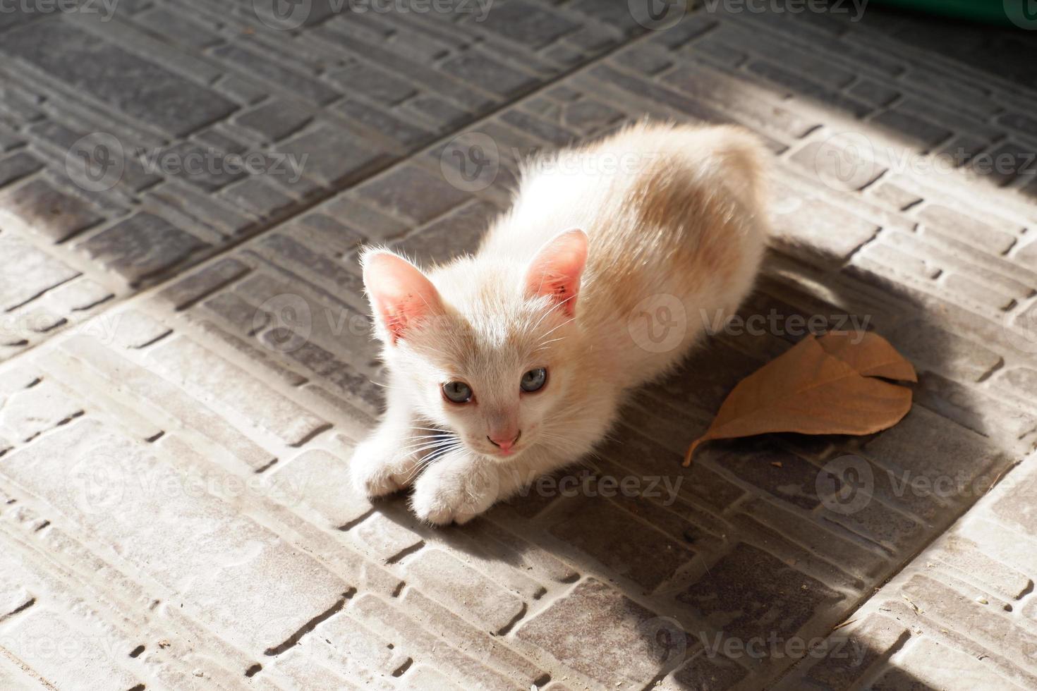 adorable chat mignon en arrière-plan photo