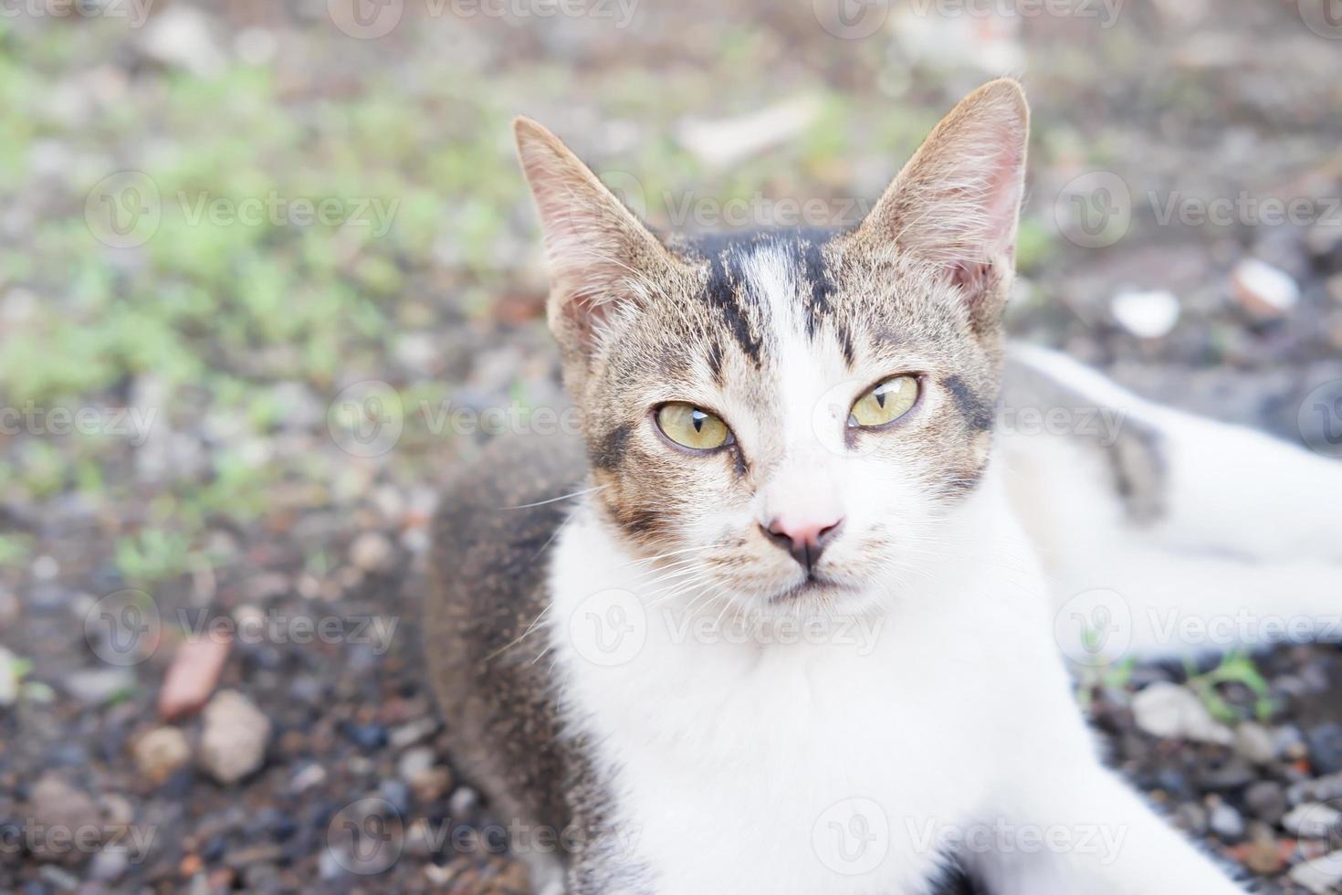 adorable chat mignon en arrière-plan photo