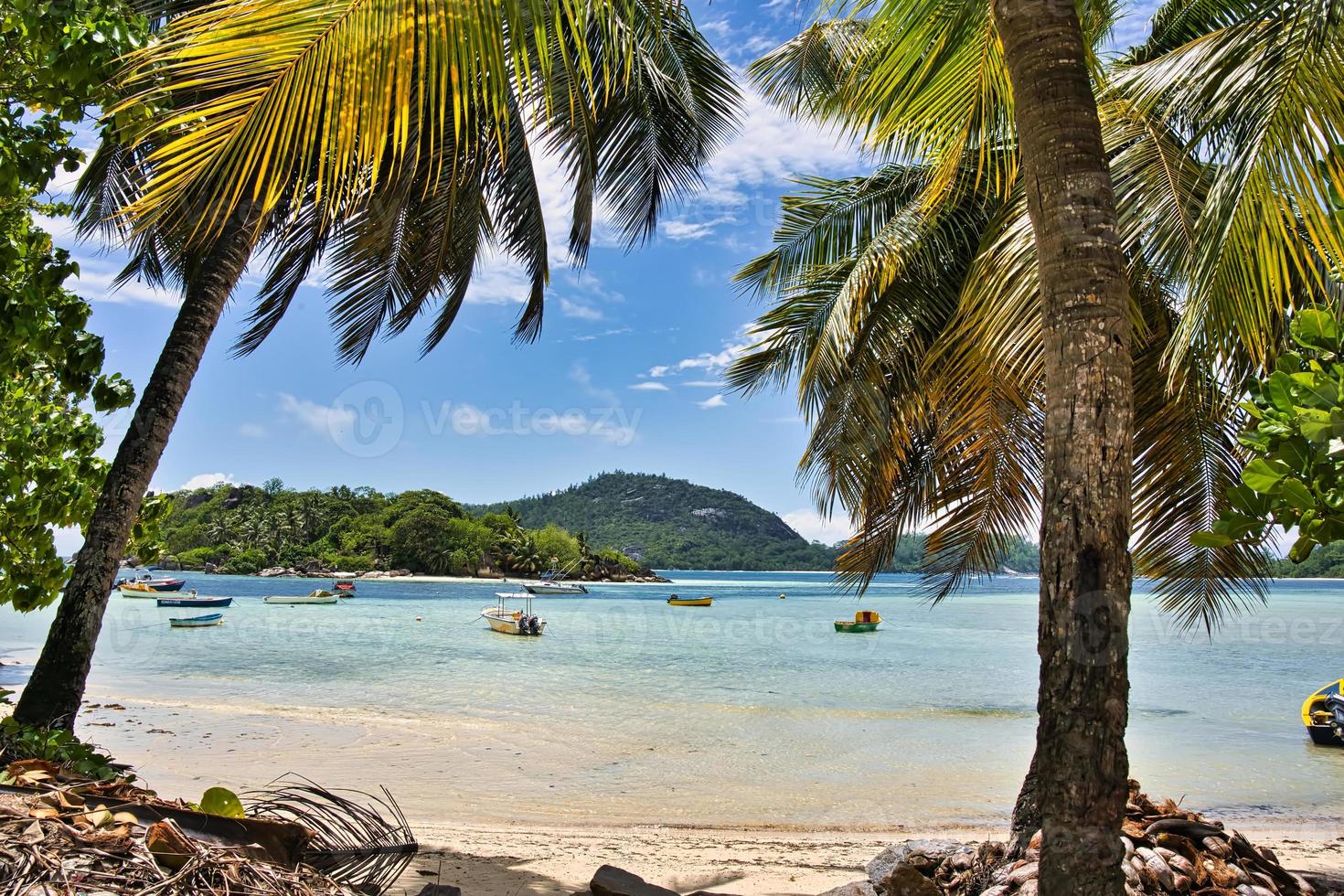 belle vue sur les bateaux d'amarrage et l'île entre les cocotiers photo