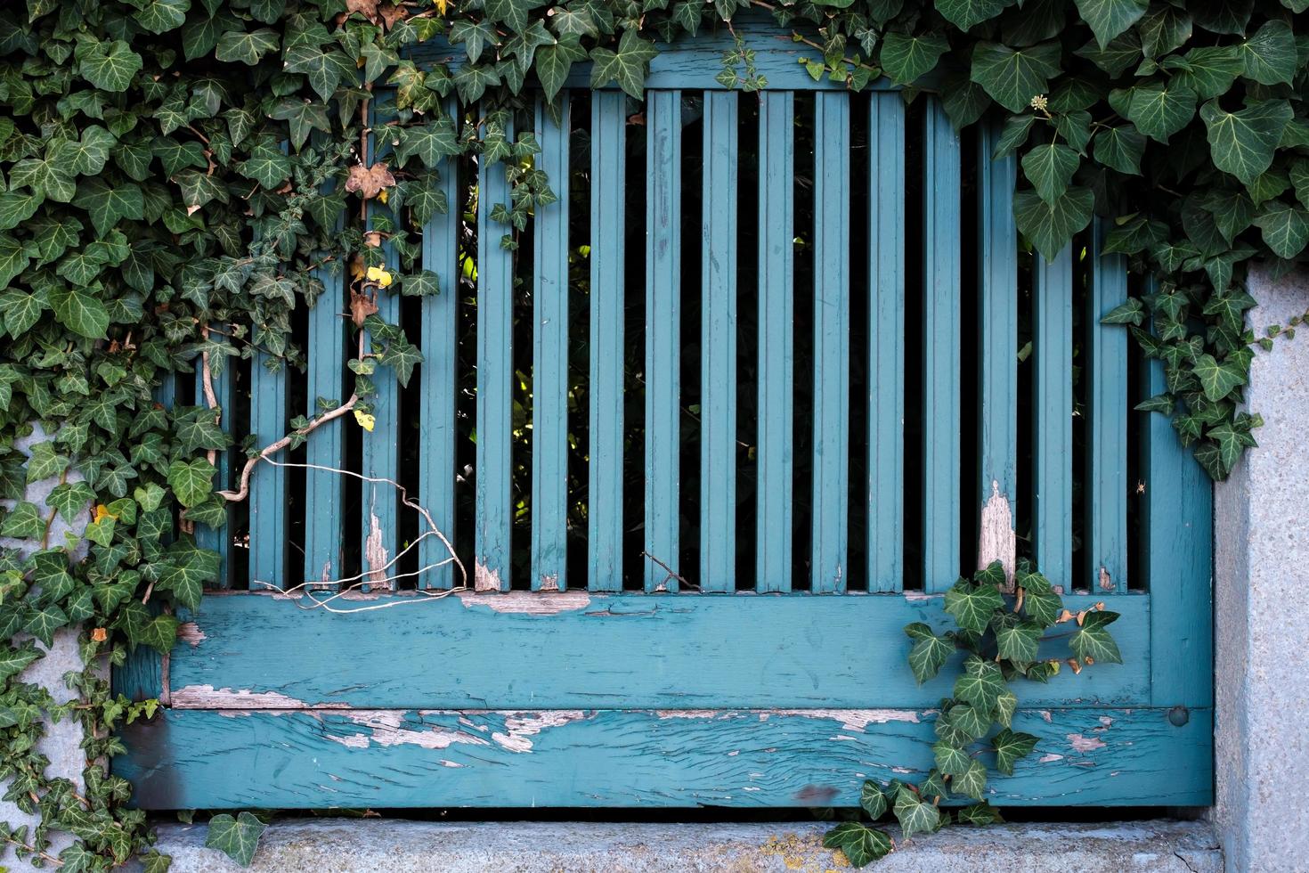 vieille clôture en bois avec de la peinture bleue écaillée et des plantes vertes qui y poussent. architecture d'une ville de province. photo