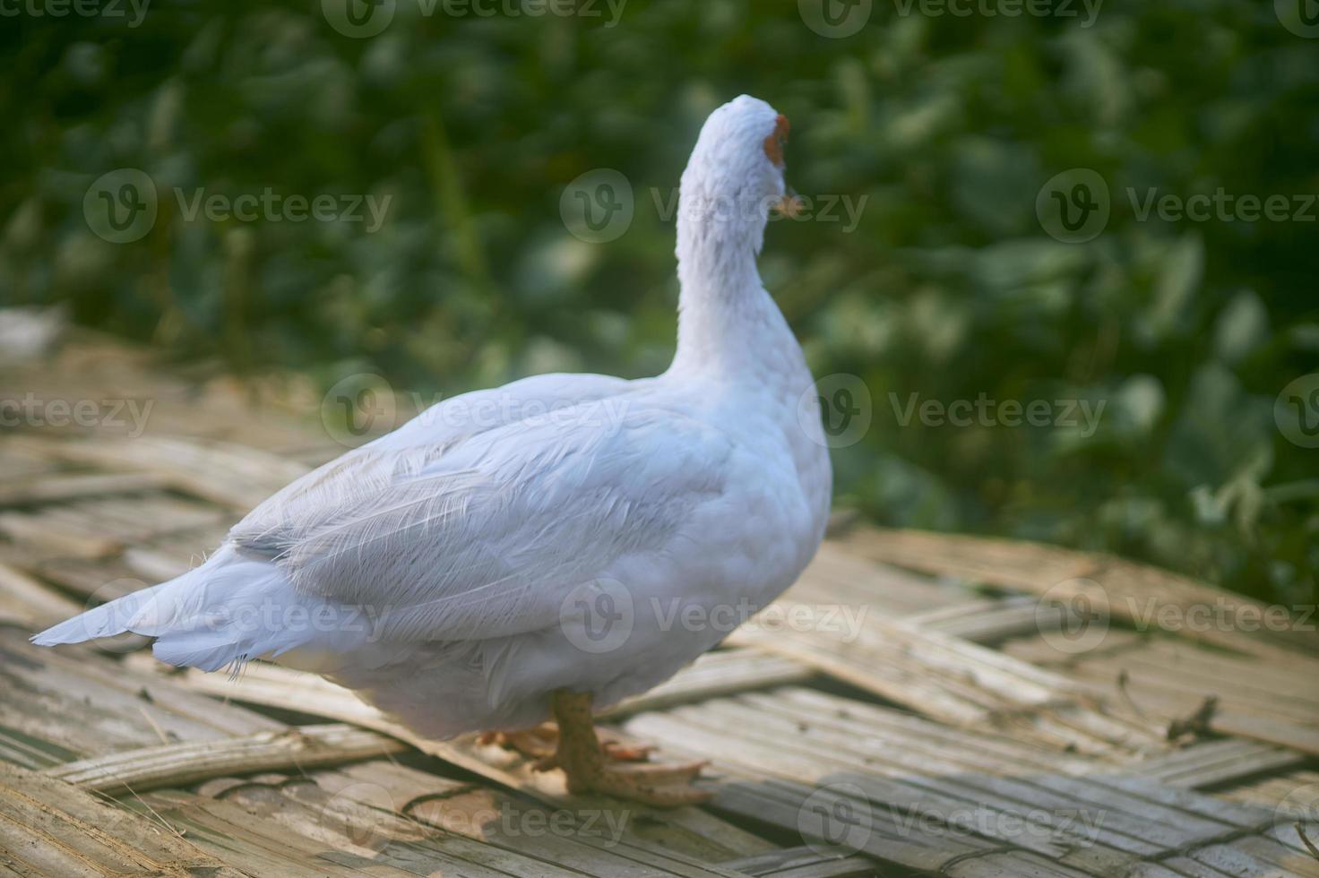 Stand de canard blanc sur bambou tissé avec arrière-plan flou photo