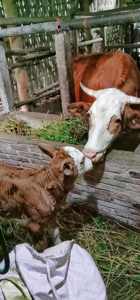 portrait de veau et de vache dans l'enclos du fermier photo