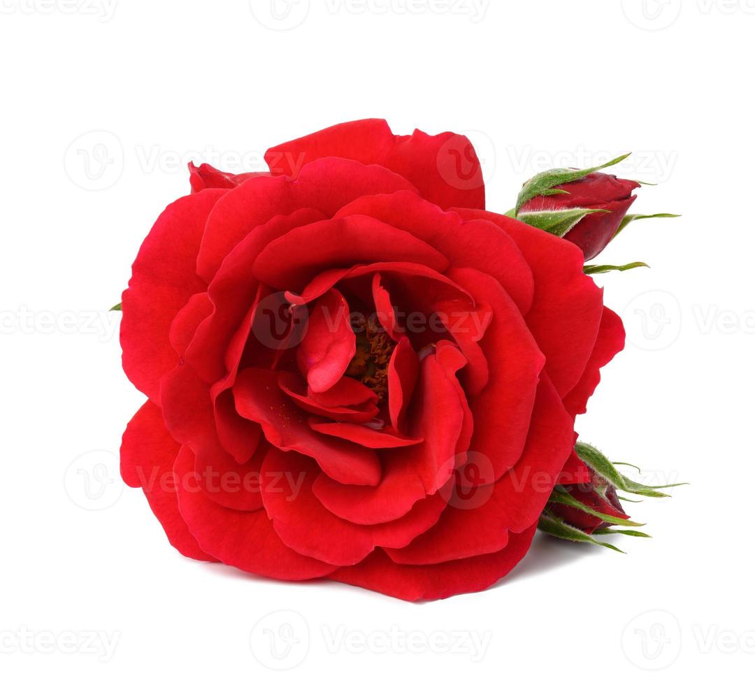 Bouton de rose en fleurs rouge isolé sur fond blanc photo