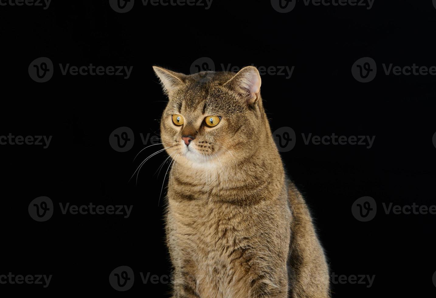 Portrait d'un chat droit écossais gris adulte sur fond noir photo