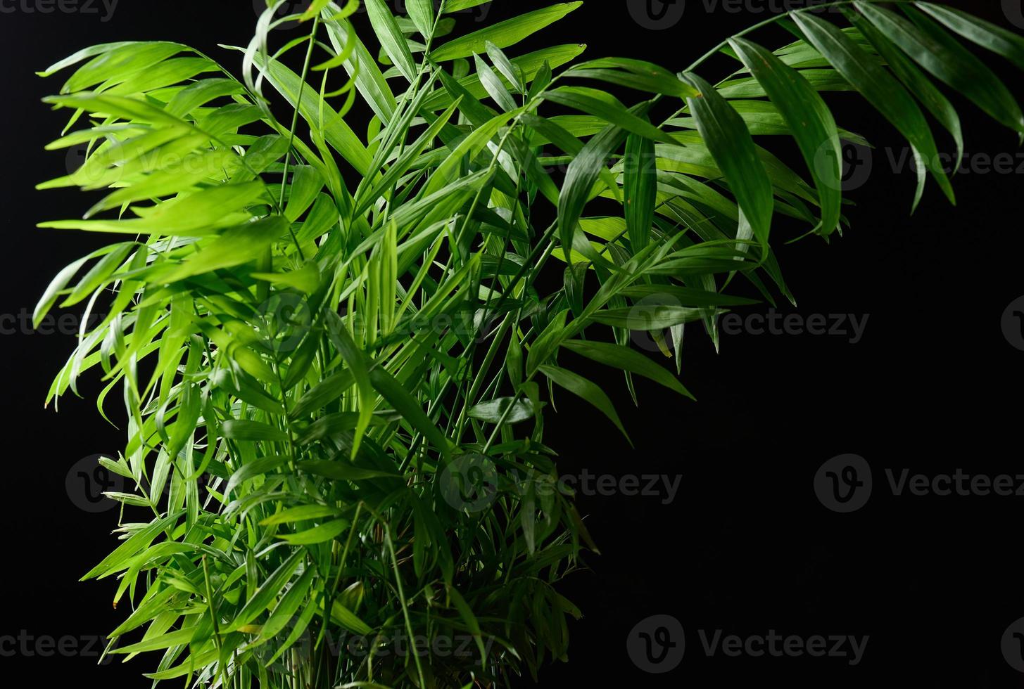 buisson de palmier en pleine croissance dans un pot sur fond noir photo