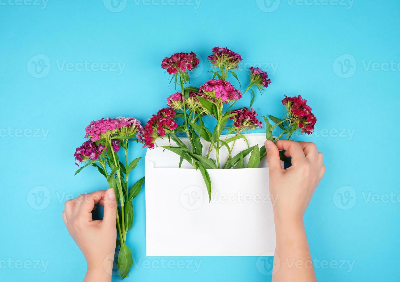 Oeillet turc rouge Dianthus barbatus bourgeons de fleurs et enveloppe de papier blanc photo