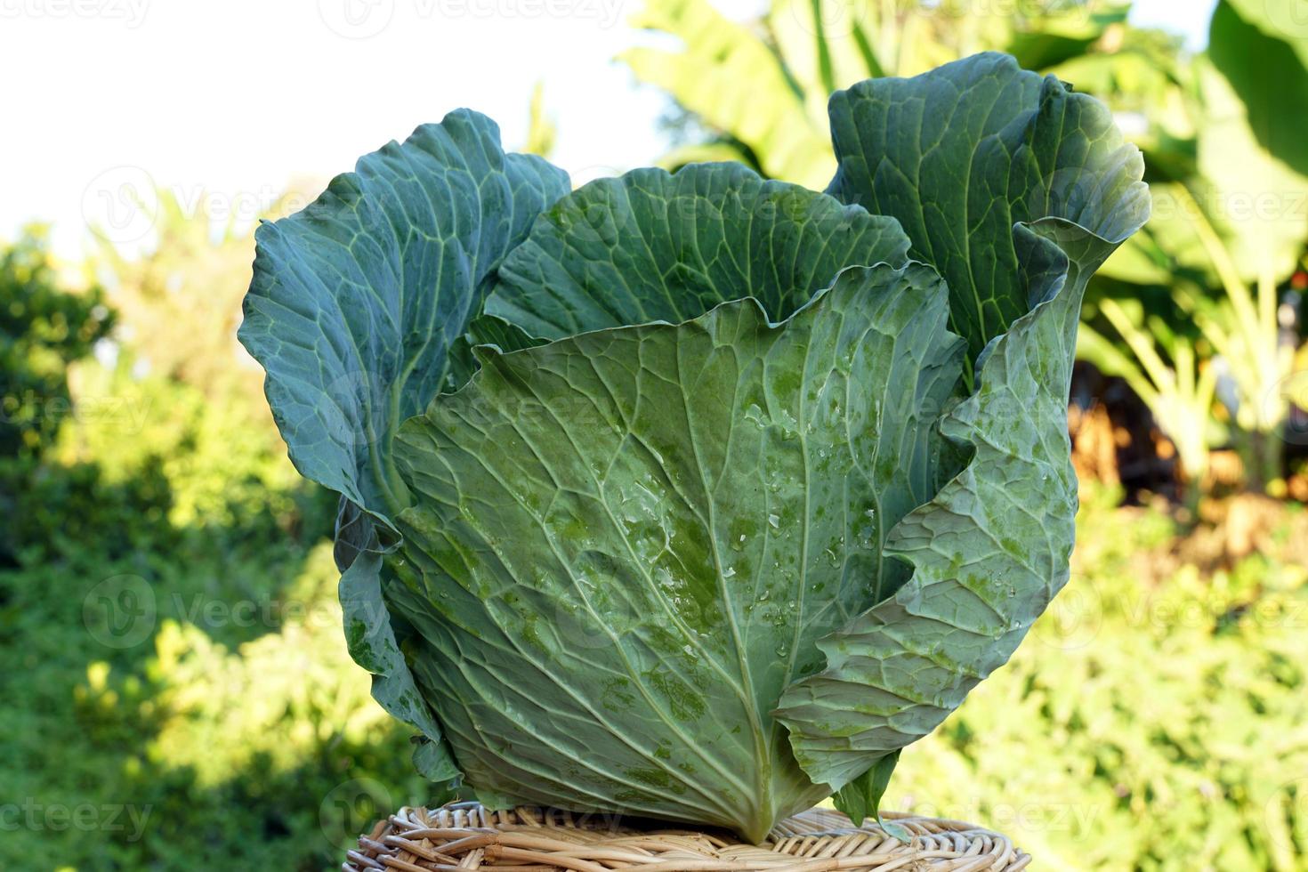 le chou est un légume riche en fibres alimentaires. et contient des vitamines bénéfiques pour le corps peut être utilisé pour cuisiner presque tous les menus. mise au point douce et sélective. photo