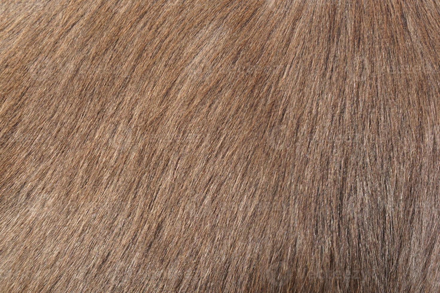 fond de cheveux de buffle en thaïlande photo