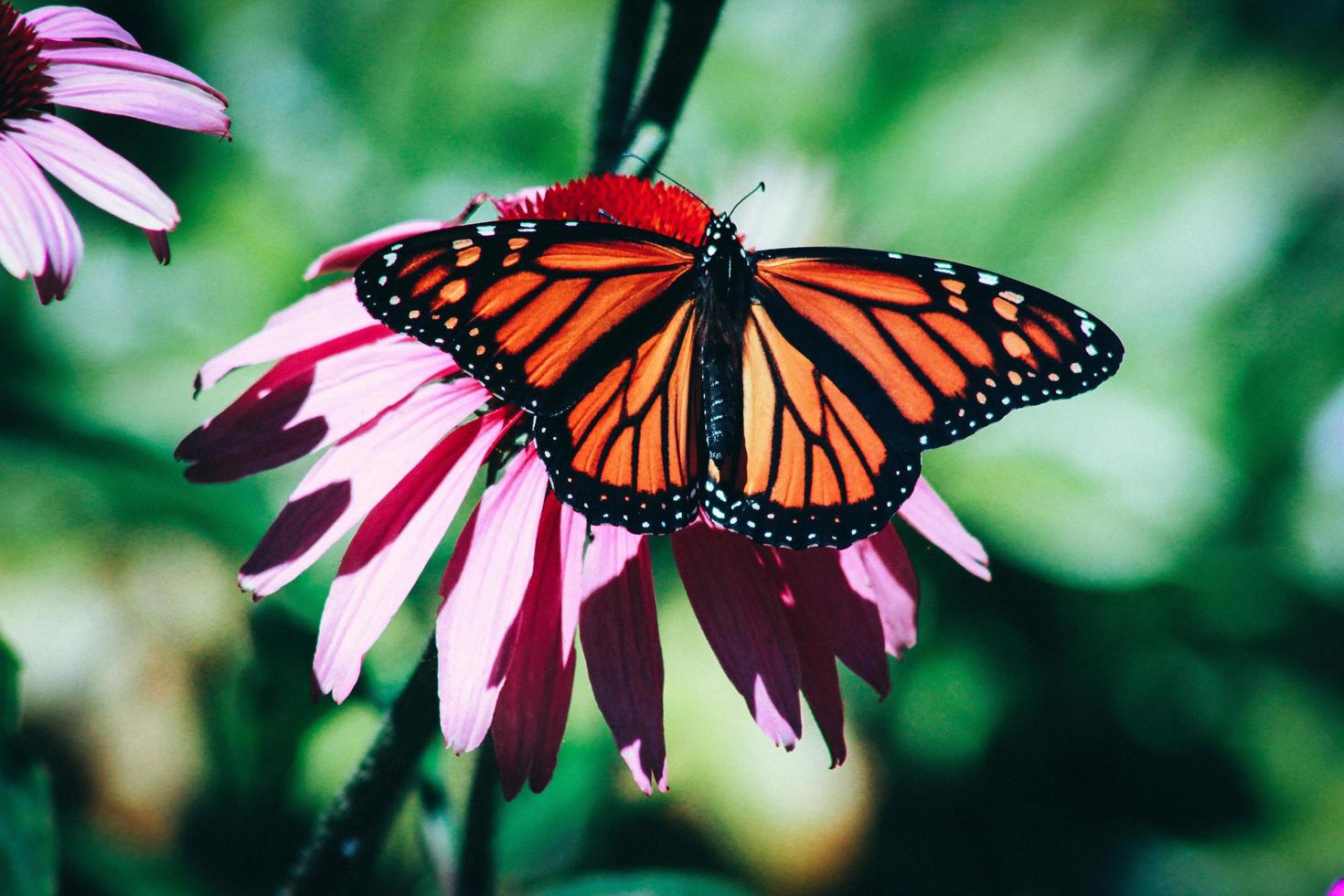 Photographie en gros plan du papillon monarque sur fleur rouge photo