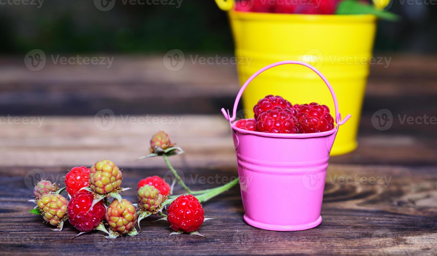 framboises rouges mûres dans un seau en fer photo