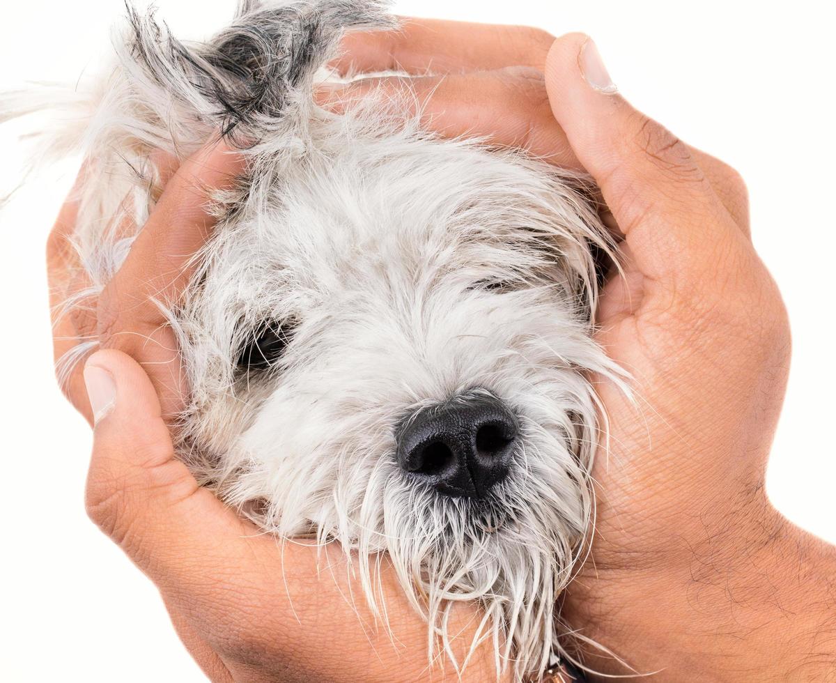 mains tenant chien chiot canin maltais photo