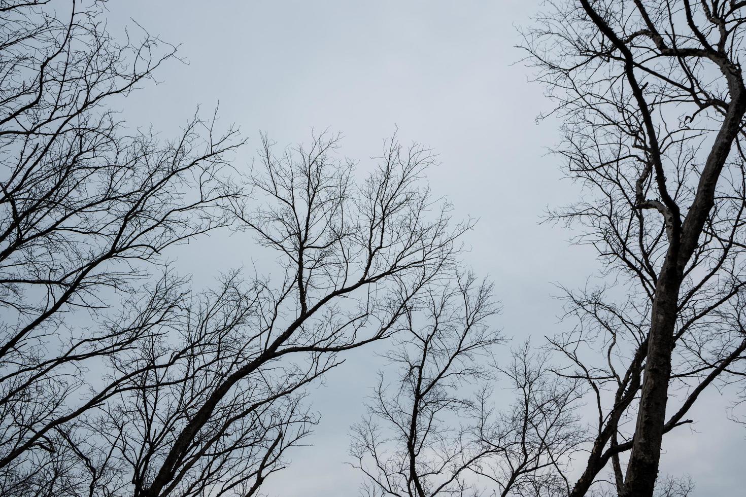 arbres secs et ciel gris photo