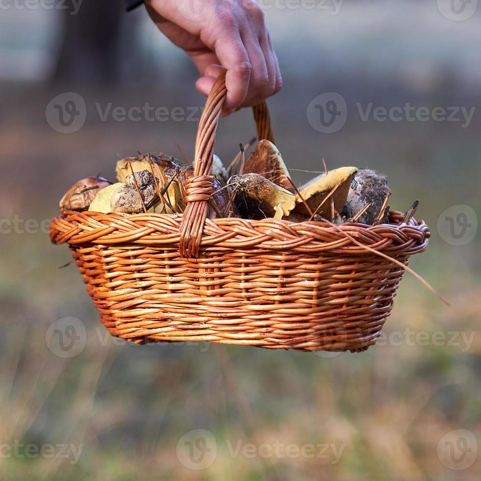 panier avec des champignons forestiers dans une main féminine photo