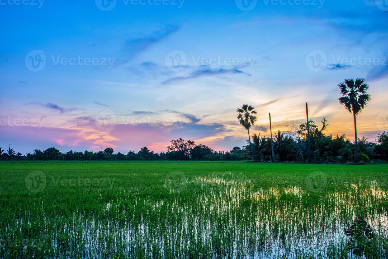 rizière au coucher du soleil photo