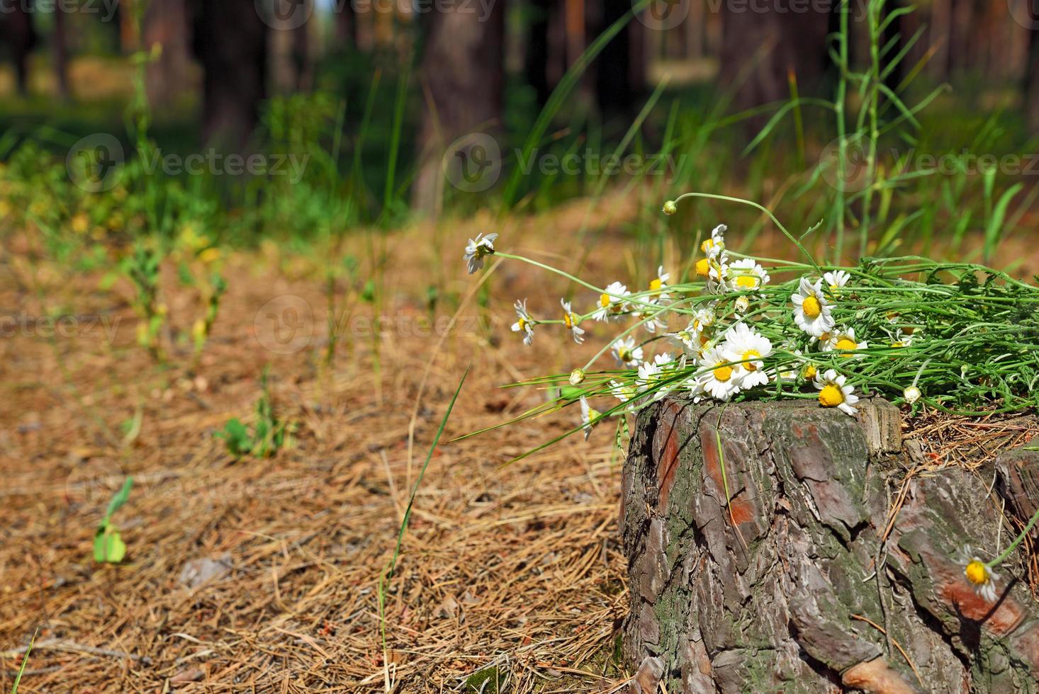 bouquet de camomille des champs sur une souche d'arbre photo