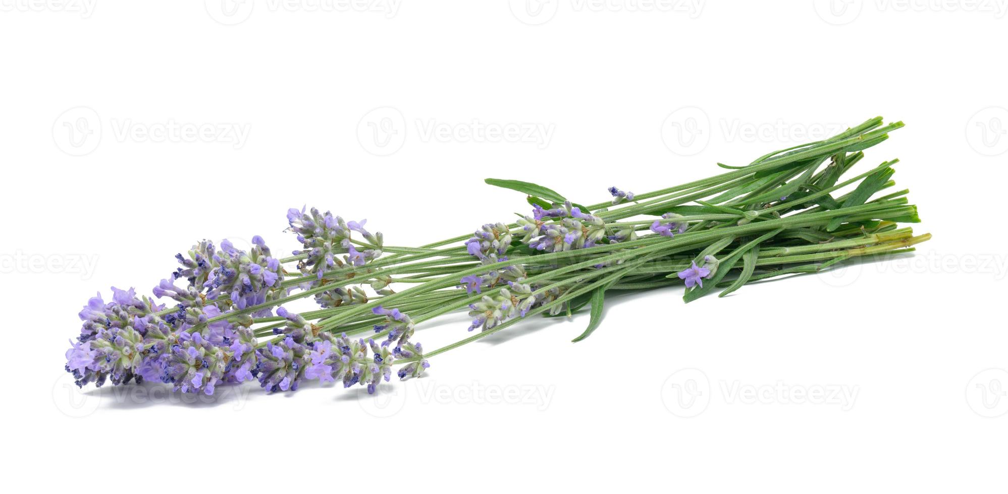 bouquet de lavande sur fond blanc photo