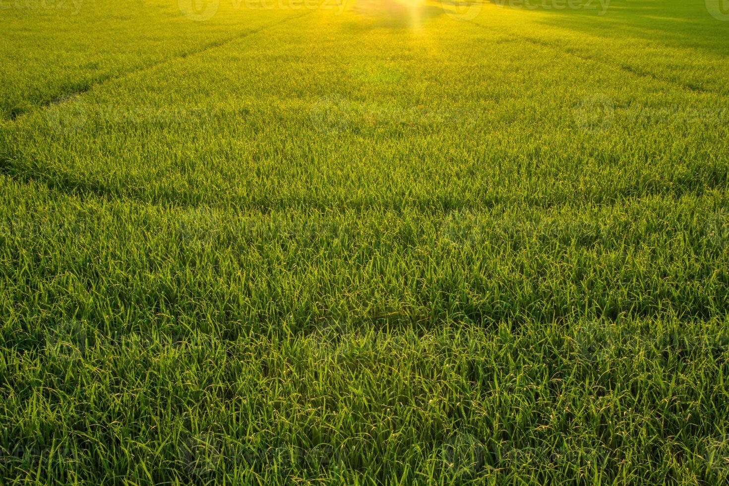 champ de riz au lever du soleil photo