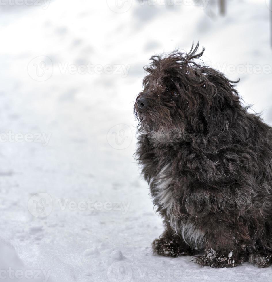 chien de rue moelleux noir est assis sur la neige photo