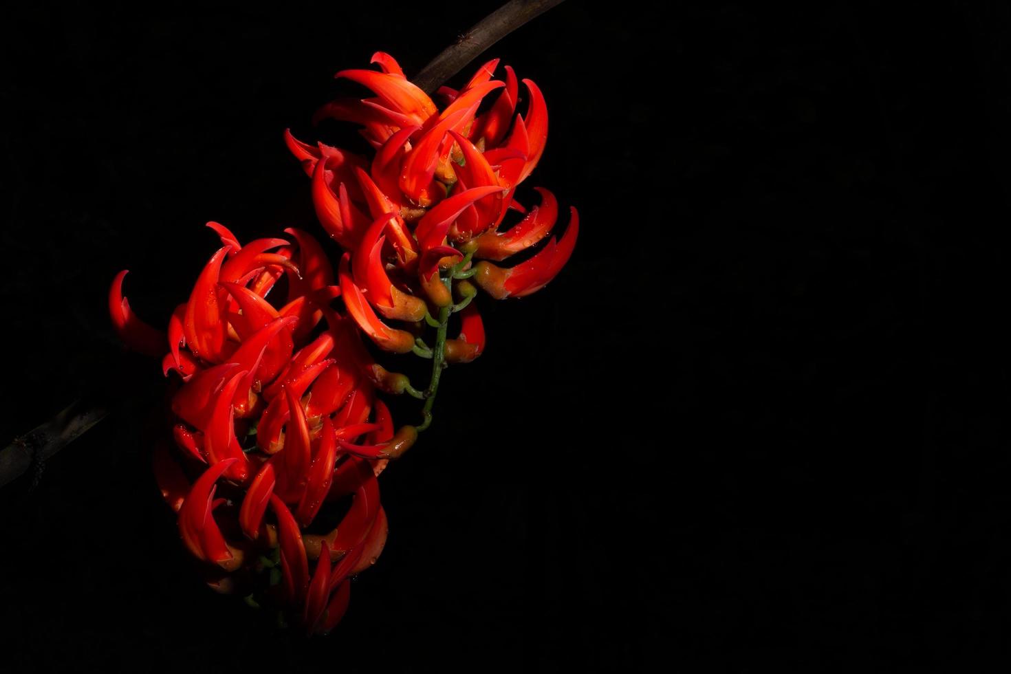 Gros plan de fleur de plante grimpante Newguinea photo