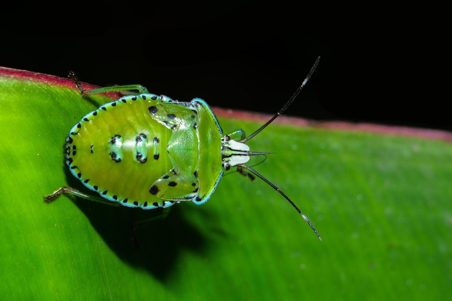 punaise sur une feuille photo