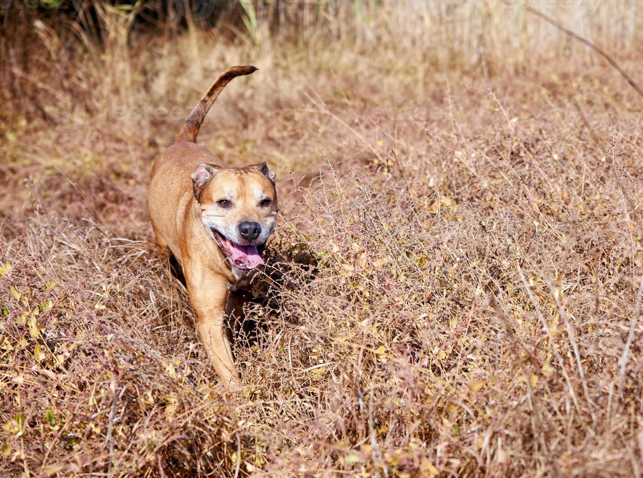 pit-bulls américains marchant sur la nature photo