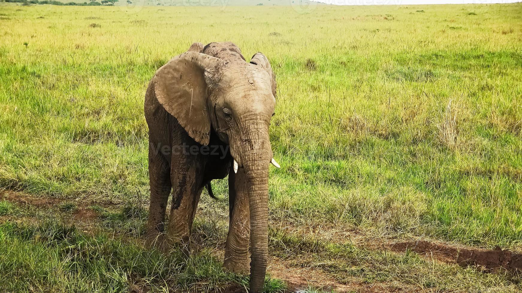 éléphants sauvages dans le bushveld d'afrique par une journée ensoleillée. photo