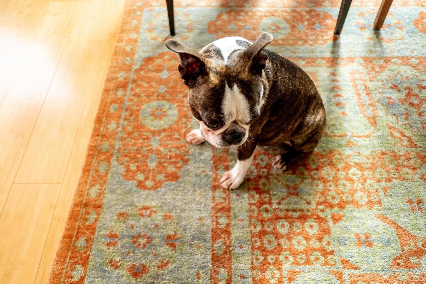 animal de compagnie bouledogue français photo