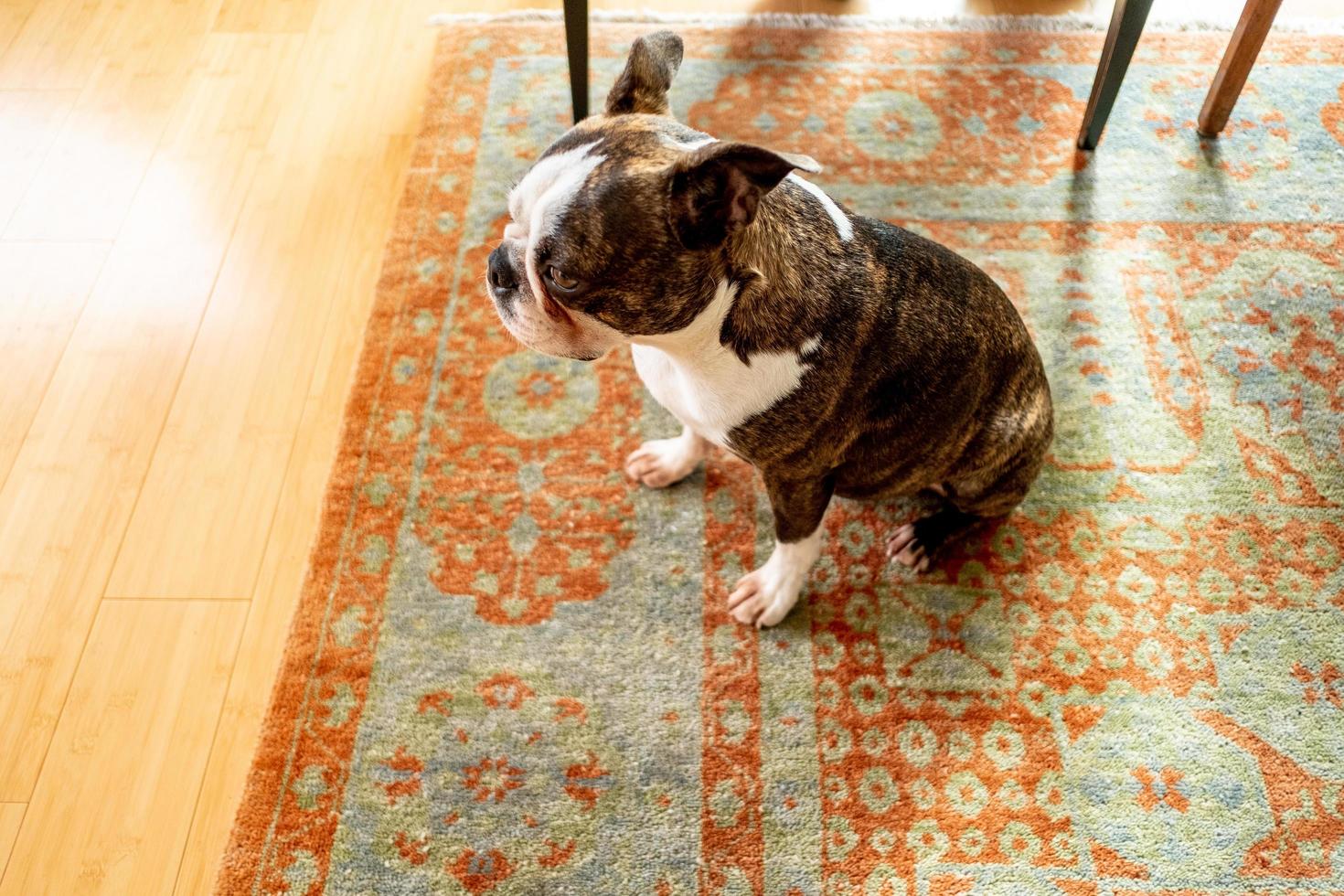 animal de compagnie bouledogue français photo