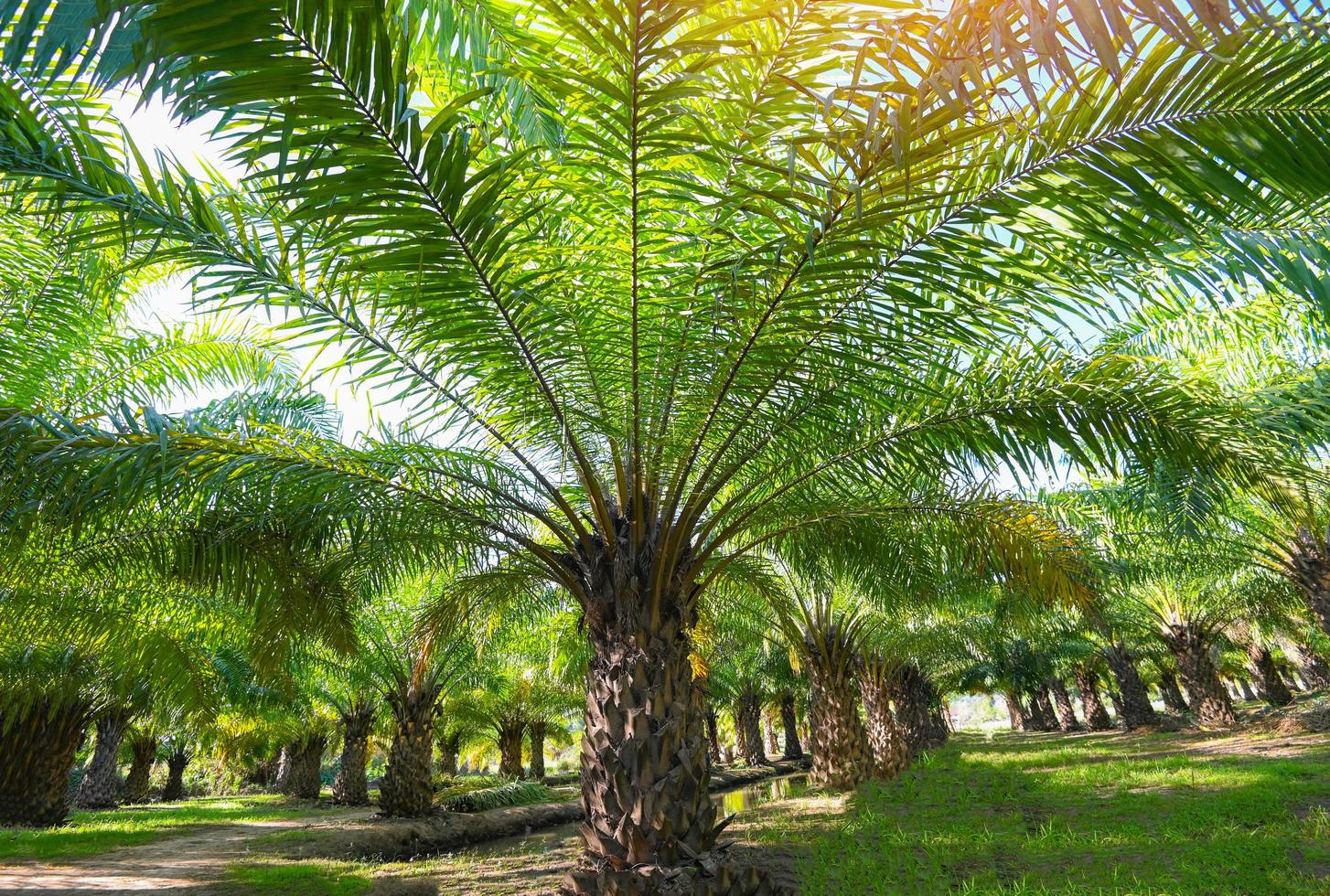 palmier dans le jardin de palmiers avec de belles feuilles de palmier nature et lumière du soleil soleil du matin, plantation de palmiers à huile grandissant agriculture pour l'agriculture, asie photo