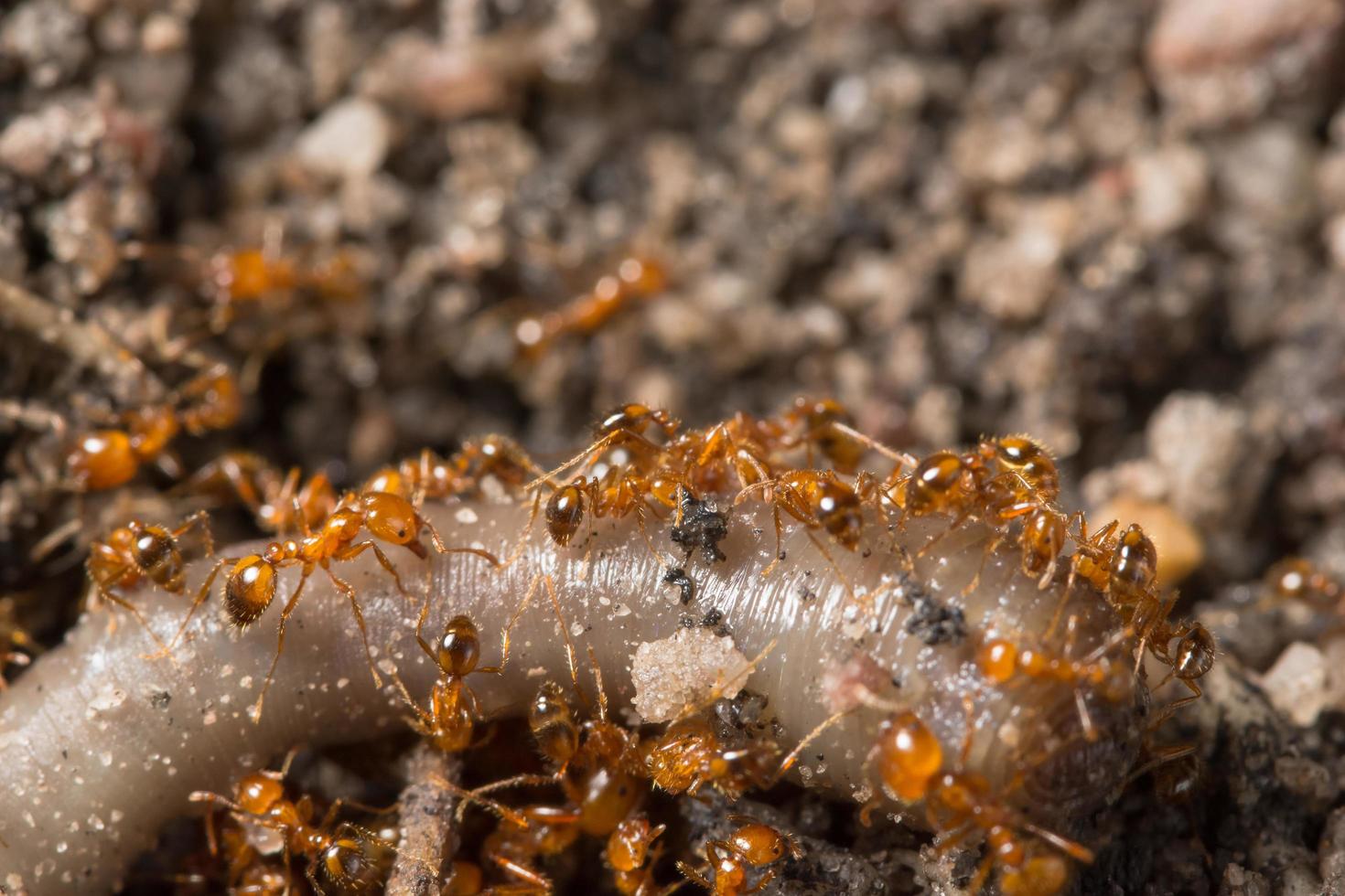 fourmis rouges au sol photo