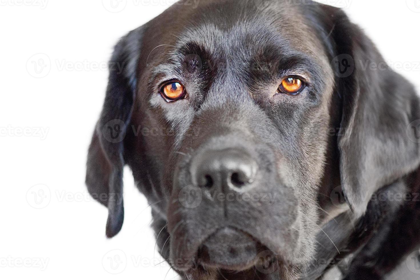 chien noir isoler sur blanc. labrador retriever aux yeux bruns portrait. un animal de compagnie, un animal. photo