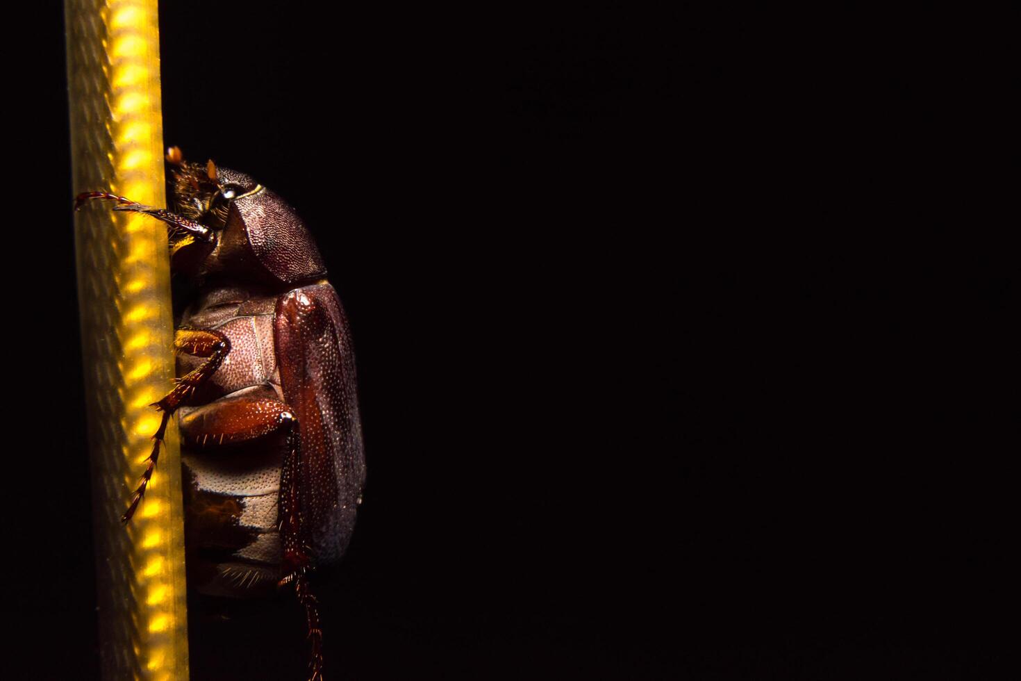 cockchafer, photo en gros plan