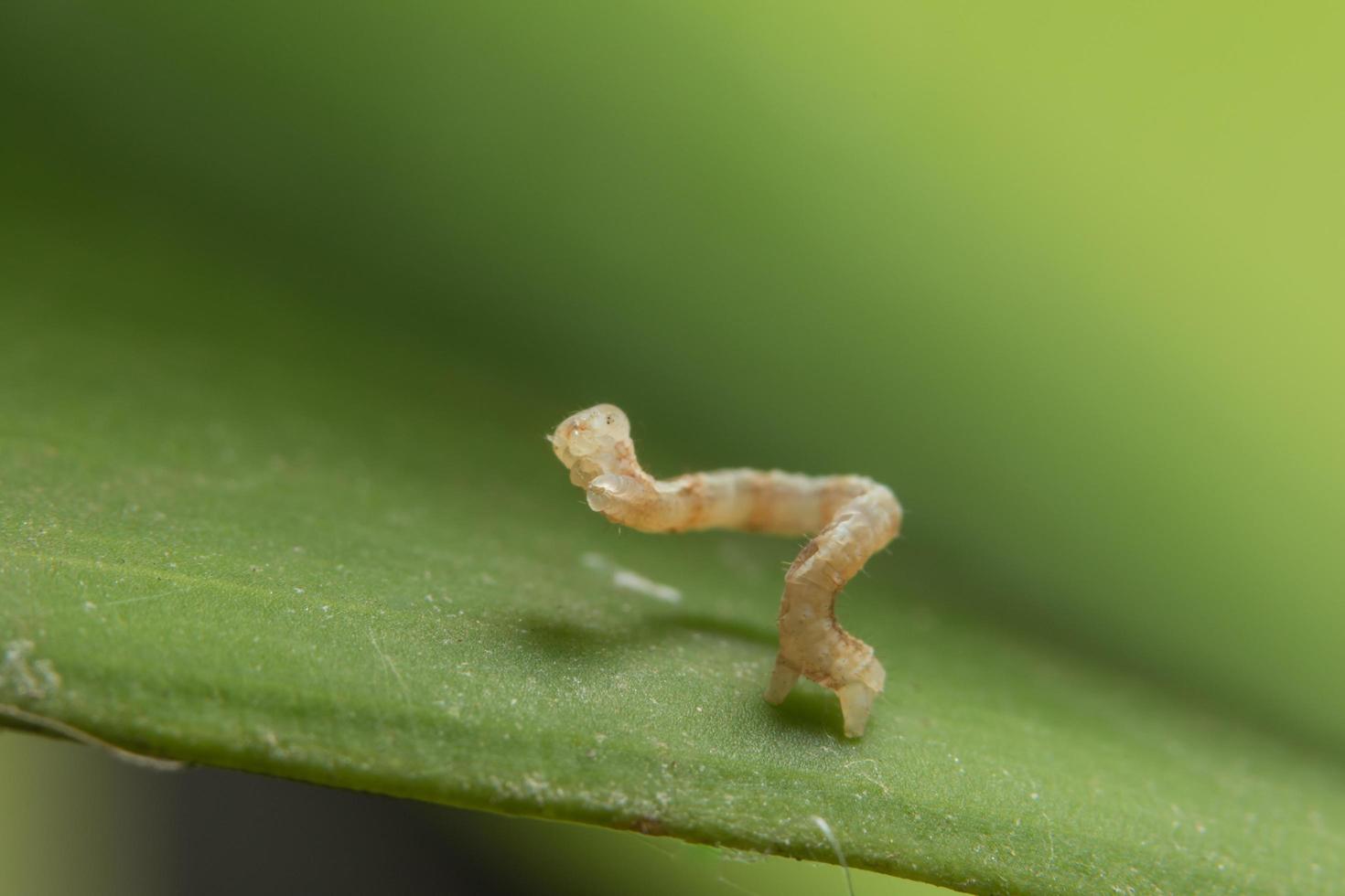 chenille sur une feuille photo