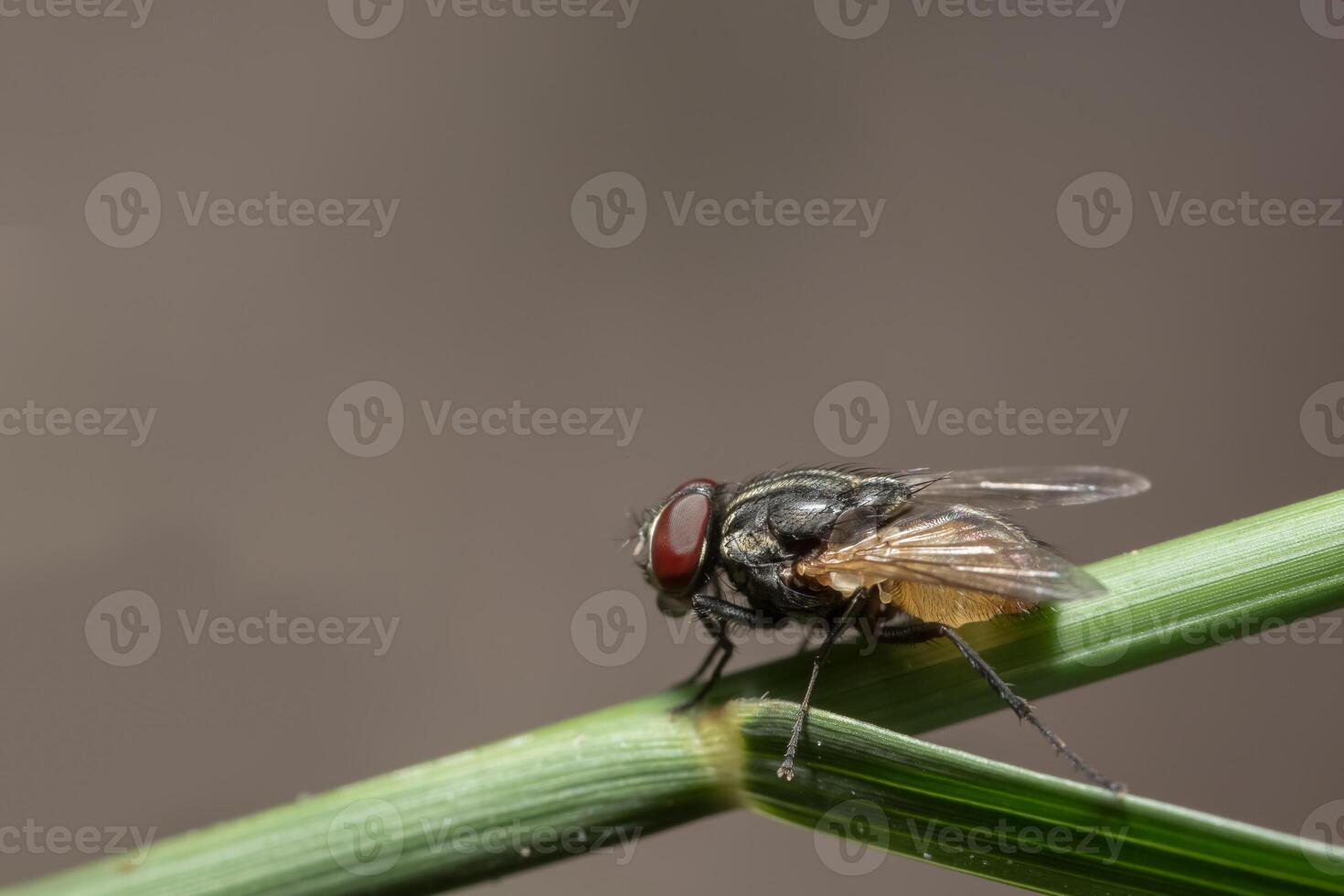 mouche des fruits sur une feuille photo