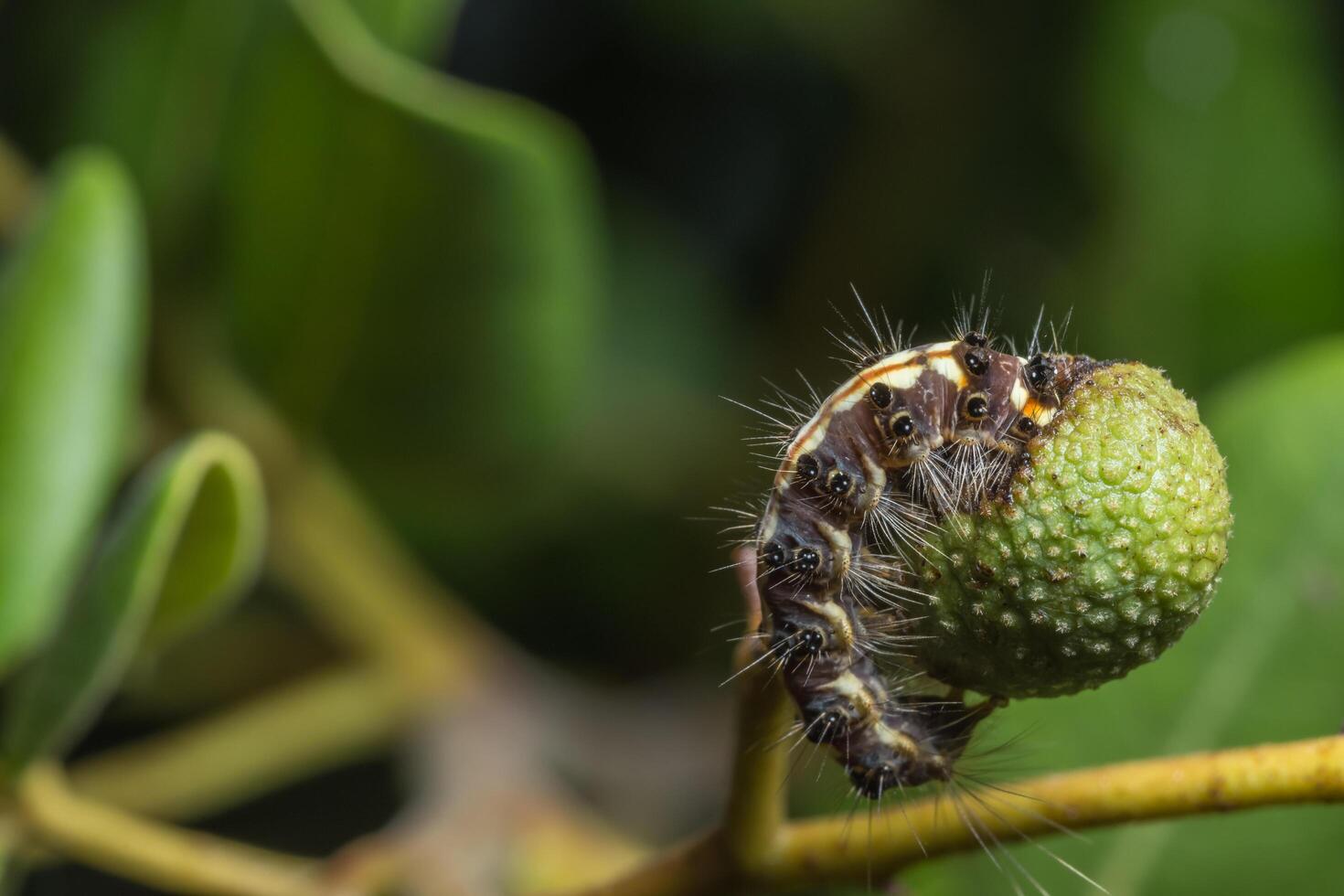 chenille mangeant des fruits photo