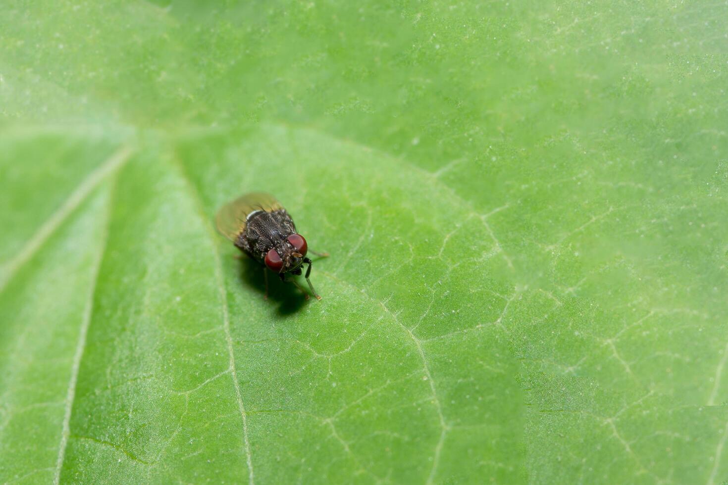 mouche des fruits sur une feuille photo