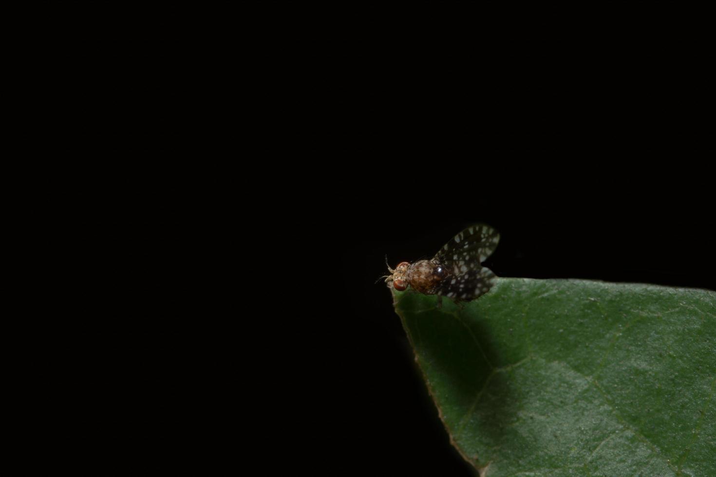 mouche des fruits sur une feuille photo