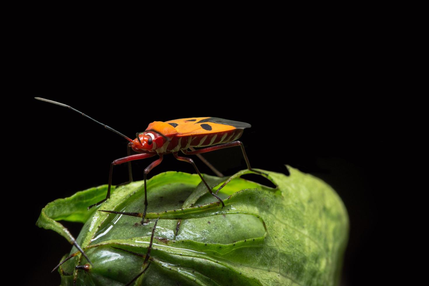 Bug assassin rouge sur une plante photo