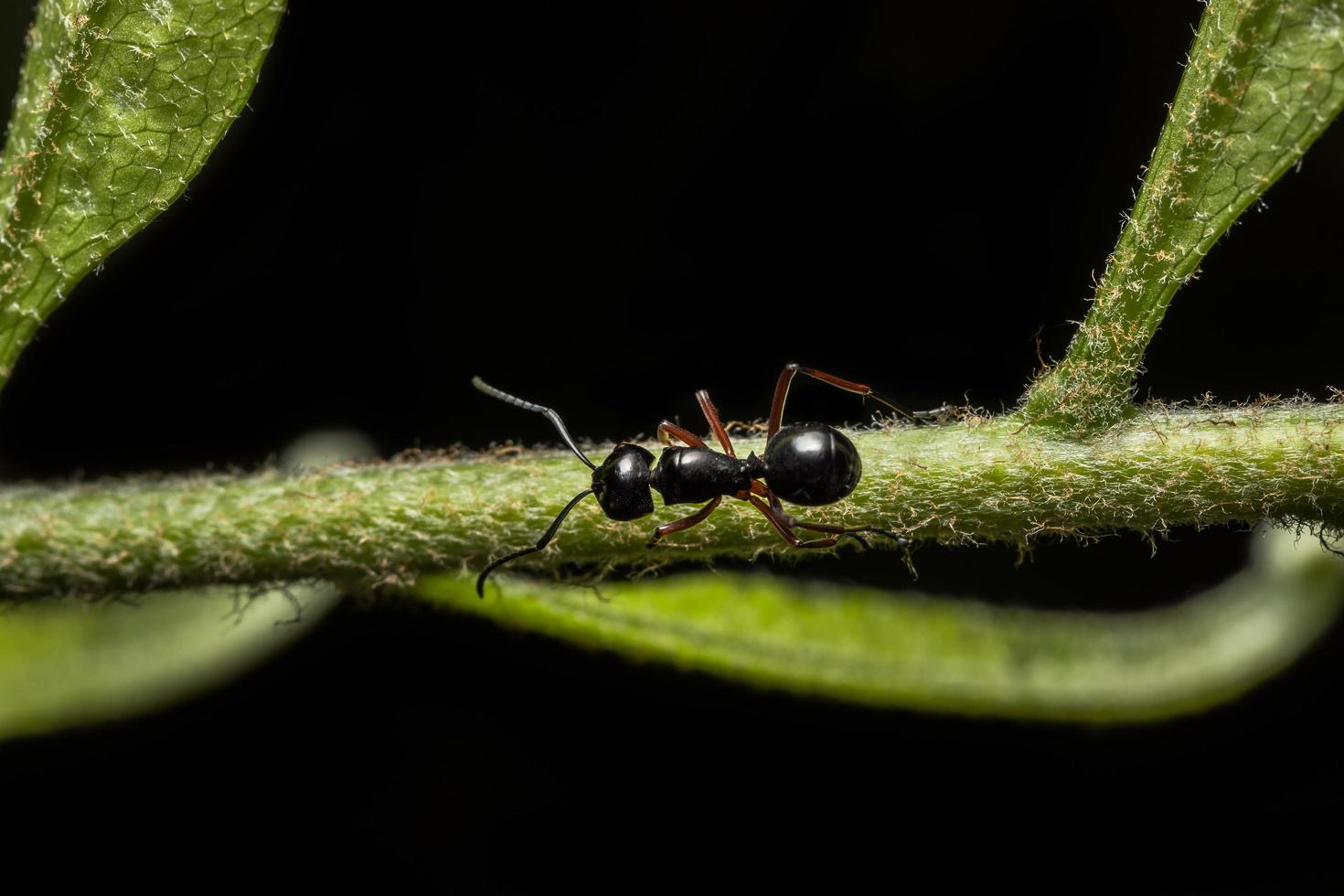 fourmi noire sur une plante photo
