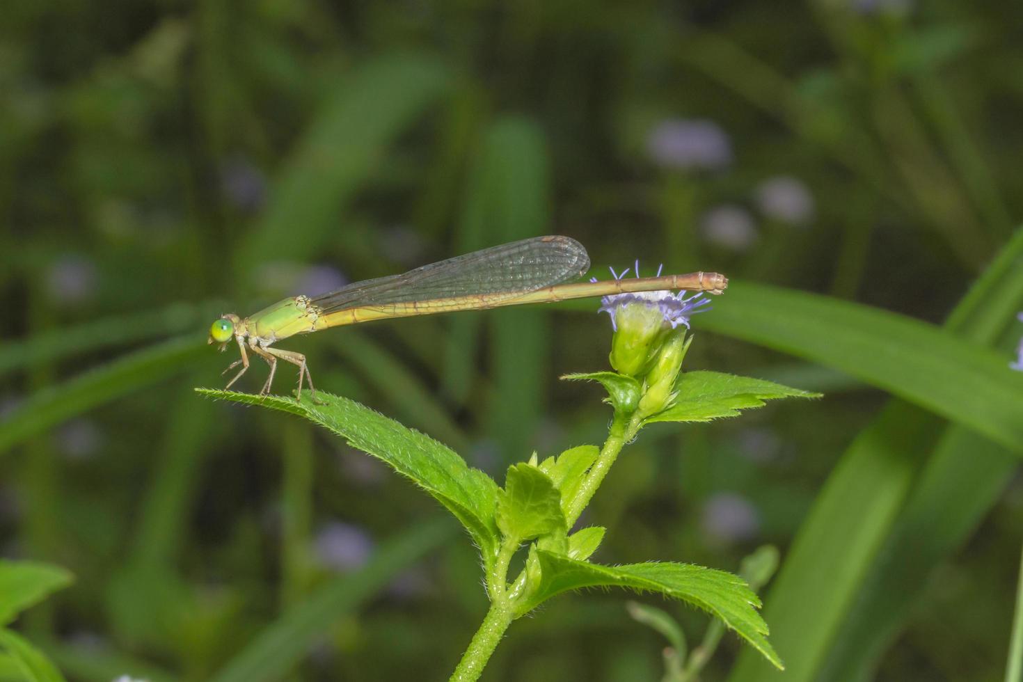 demoiselle sur une fleur photo