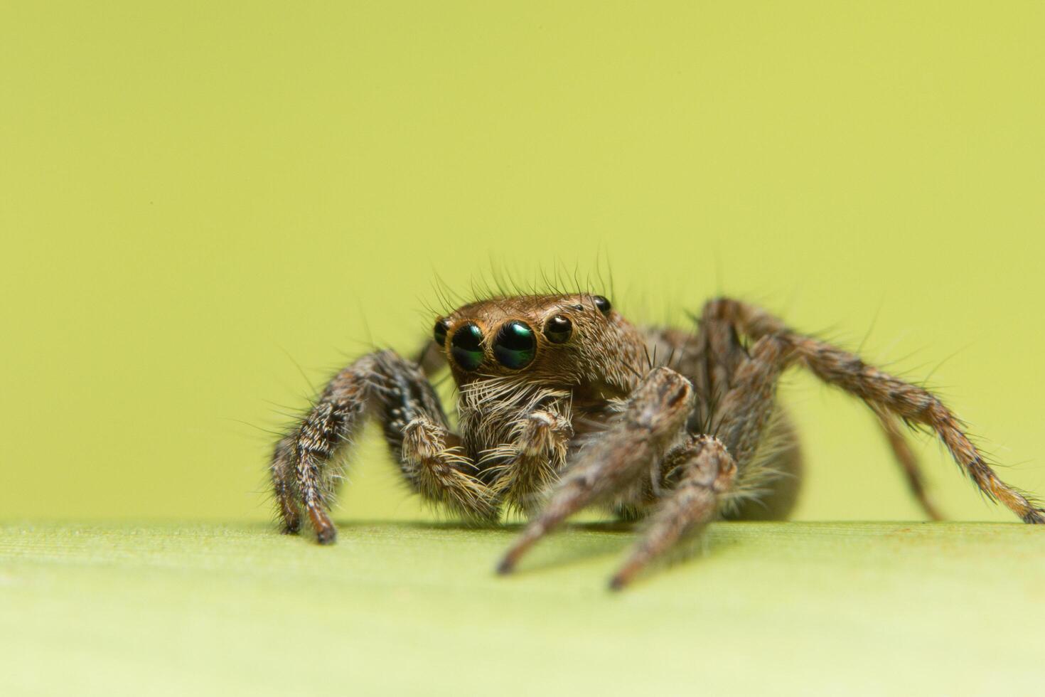 araignée sur fond vert photo