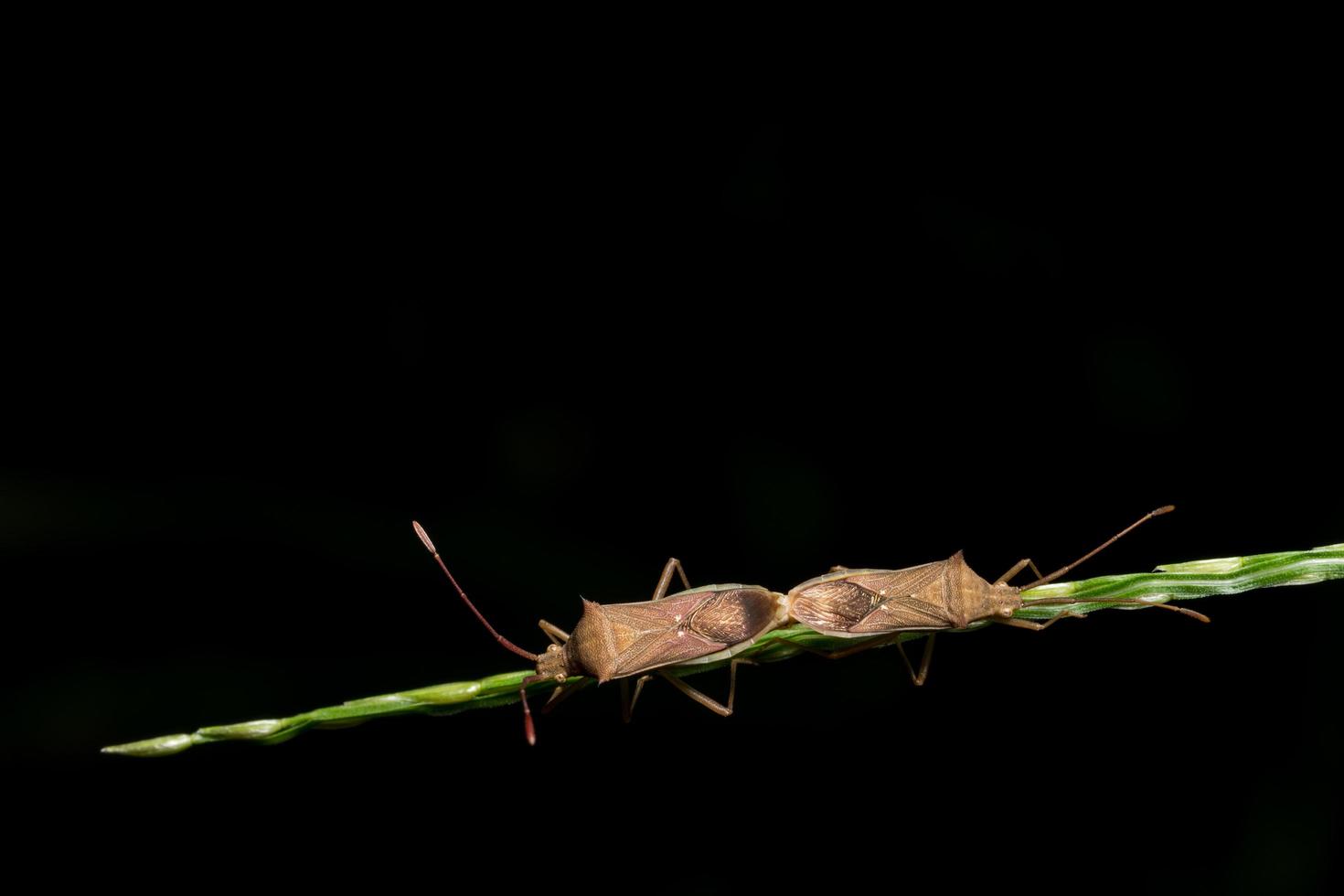 bugs assassin noir sur l'herbe photo