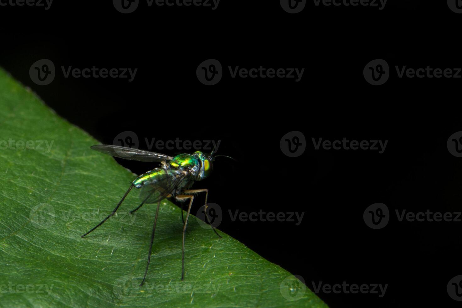 voler sur une feuille photo