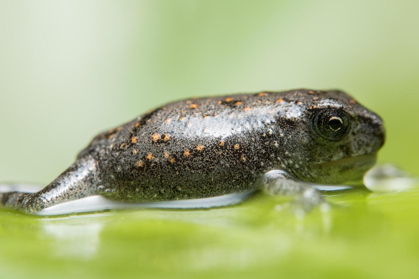 grenouille dans l'eau photo