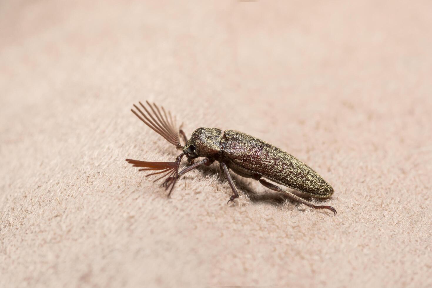 Cliquez sur coléoptère sur fond marron photo