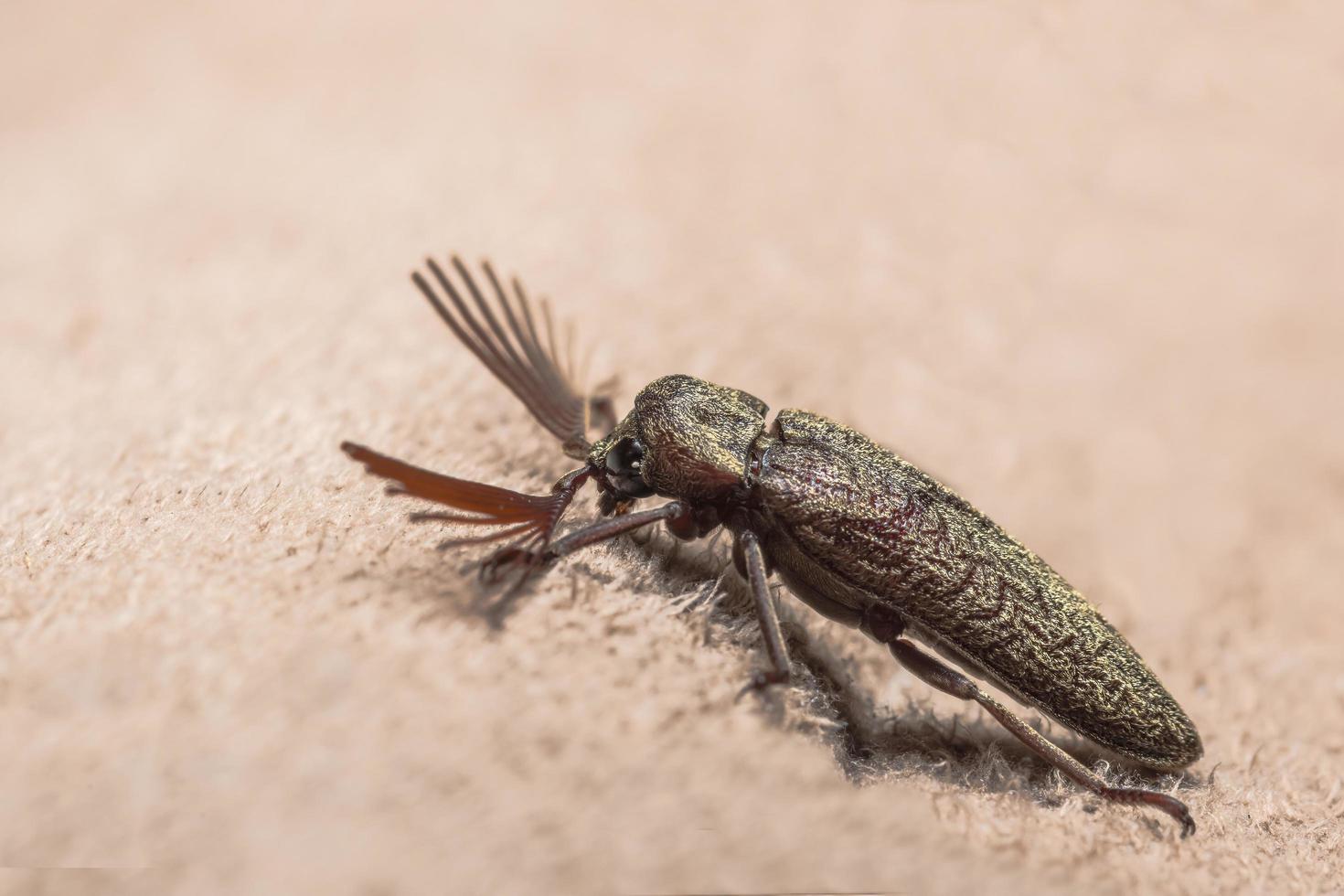 Cliquez sur coléoptère sur fond marron photo